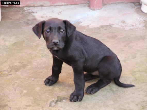Foto del perro Cleo