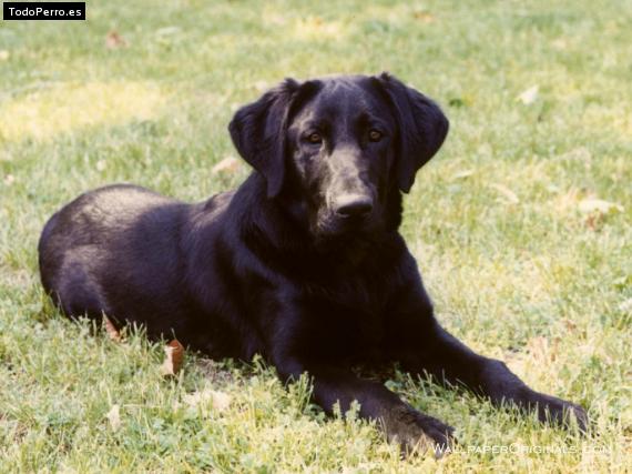 Foto del perro Rafi