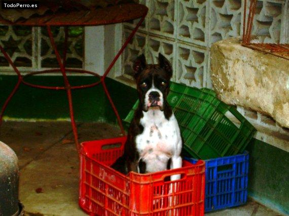 Foto del perro Maya