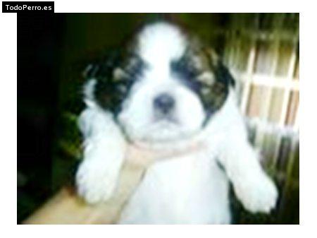 Foto del perro Ruffo