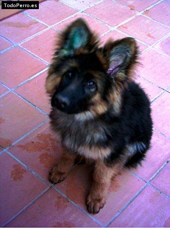 Foto del perro Rufo