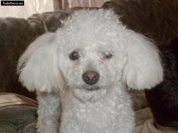 La foto del perro Cuqui Foto del perro Cuqui