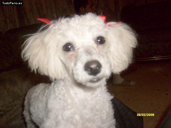 Foto del perro Chelsy