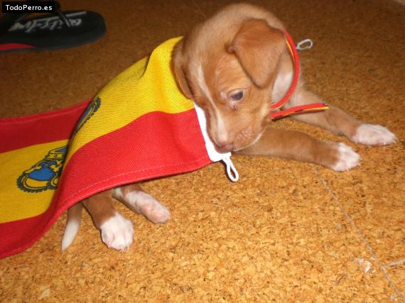 Foto del perro Tula