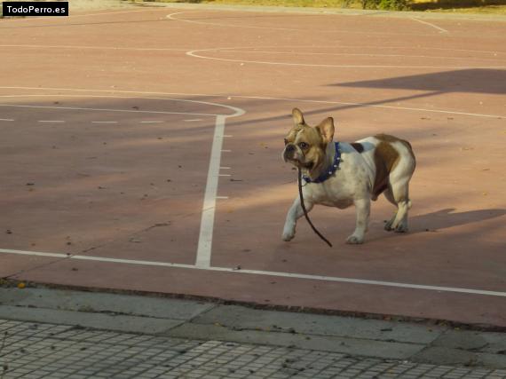 Foto del perro Chuky