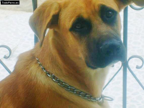 Foto del perro Charly