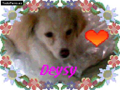 Foto del perro Deysy