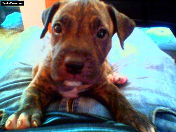 Foto del perro Rubicon