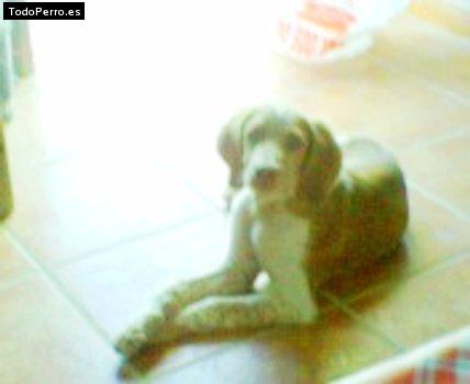 La foto del perro Carmelo Foto del perro Carmelo