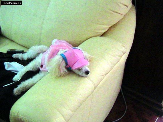 Foto del perro Nikita