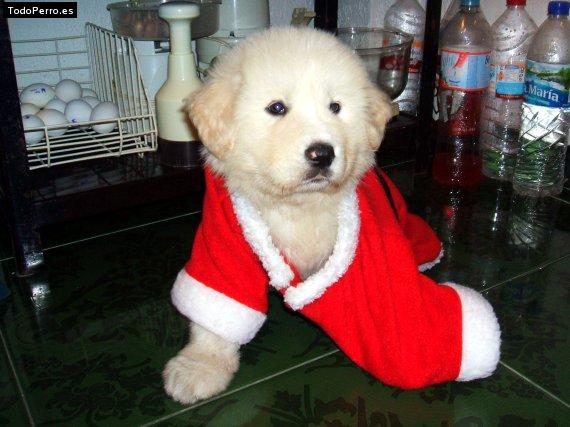 Foto del perro Ronrito