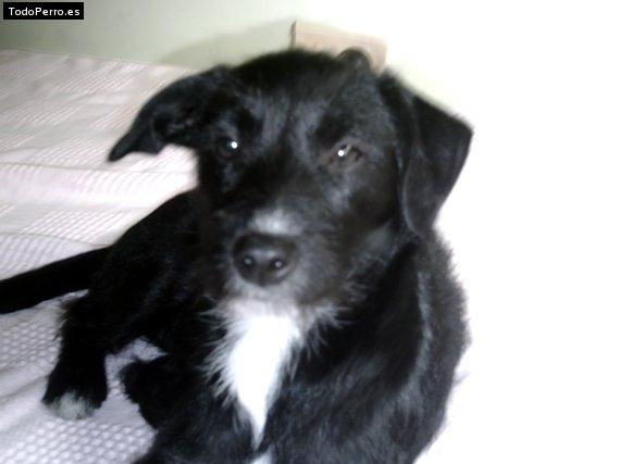 Foto del perro Negra