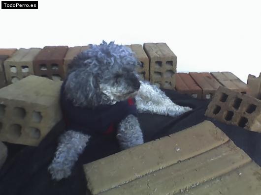 Foto del perro Negrita