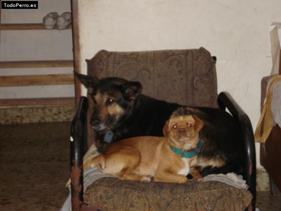 Foto del perro Pepito y pamela