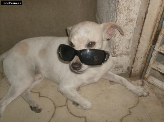 Foto del perro Shito