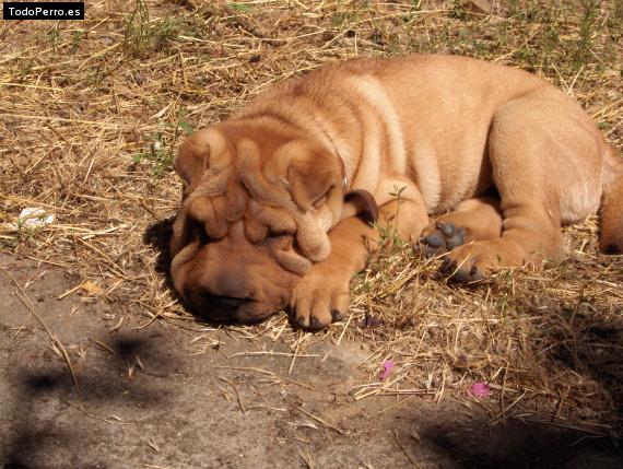 Foto del perro Sanson