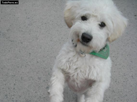 La foto del perro Copito Foto del perro Copito