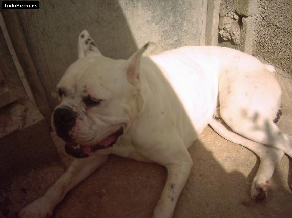 Foto del perro Nano