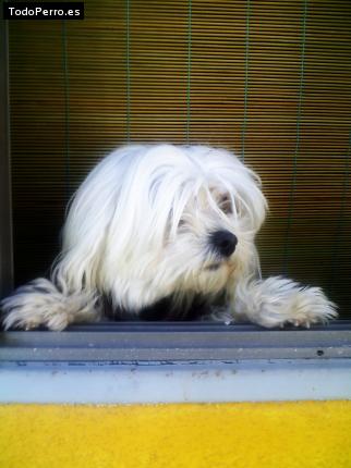 Foto del perro Nico