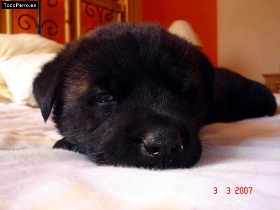 Foto del perro Rocko