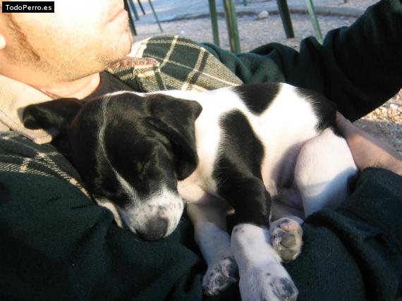 Foto del perro Tango