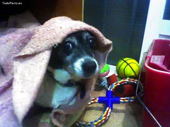 Foto del perro Cuca
