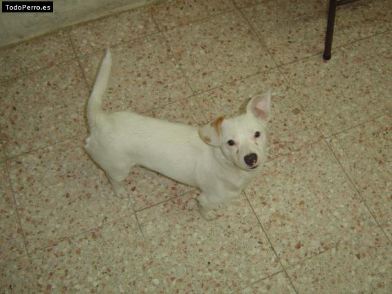 Foto del perro Sanson