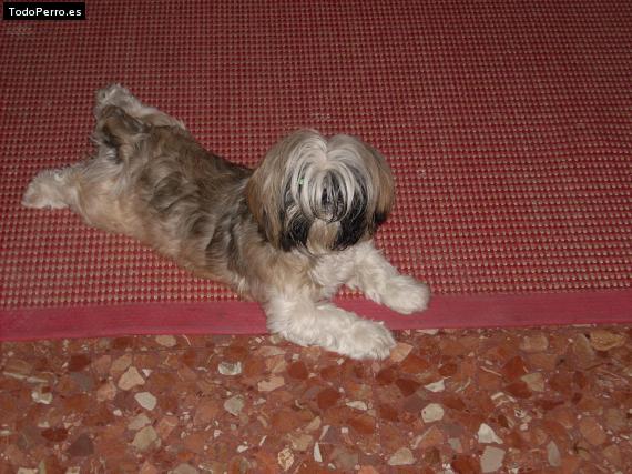 Foto del perro Susa