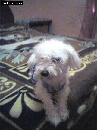 Foto del perro Shantar