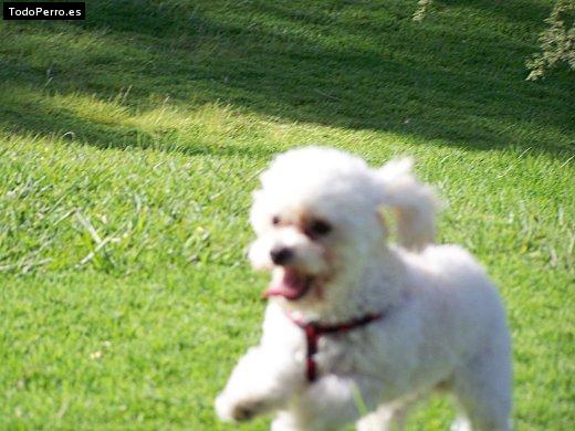 La foto del perro Emo Foto del perro Emo