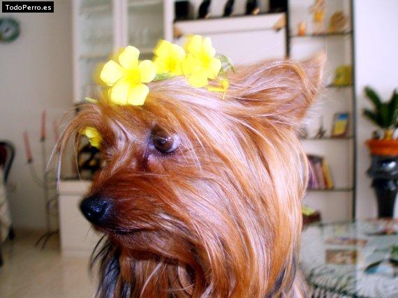 Foto del perro Sila