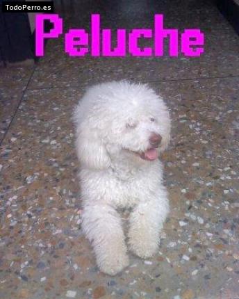 Foto del perro Peluche