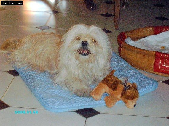 Foto del perro Nuca