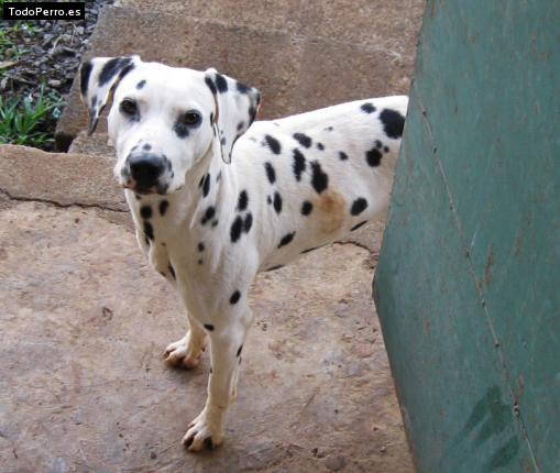 Foto del perro Lala