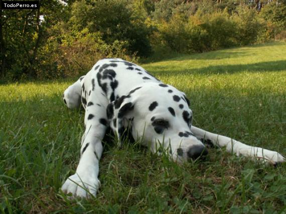 Foto del perro Golfo