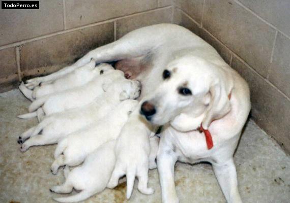 Foto del perro Roxan