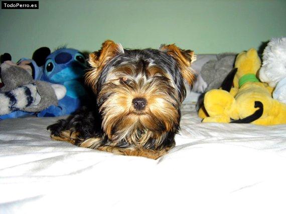 Foto del perro Joy