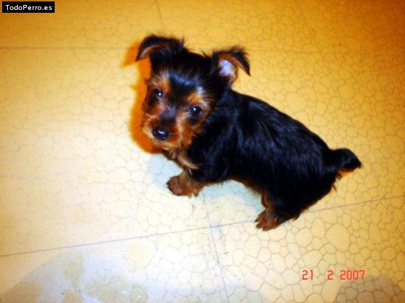 Foto del perro Shak