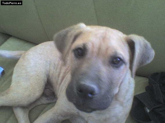 Foto del perro Rocko