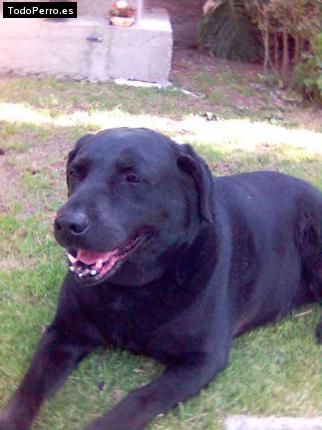 Foto del perro Chavela