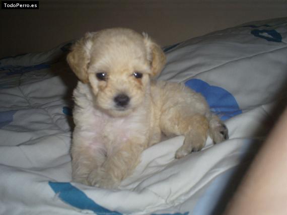 La foto del perro Honey Foto del perro Honey