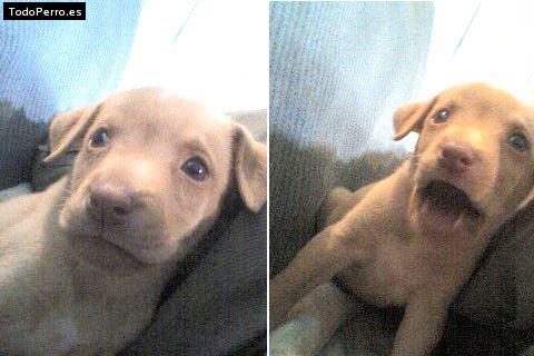 Foto del perro Camila