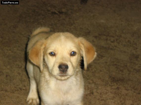 Foto del perro Terry