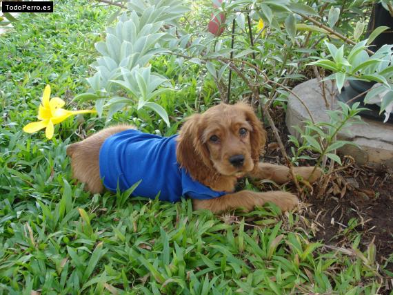 Foto del perro Lucy