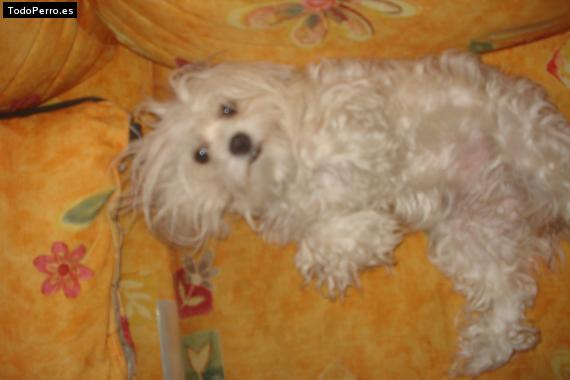 Foto del perro Sandy