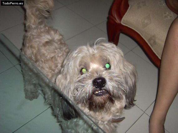 Foto del perro Lucky