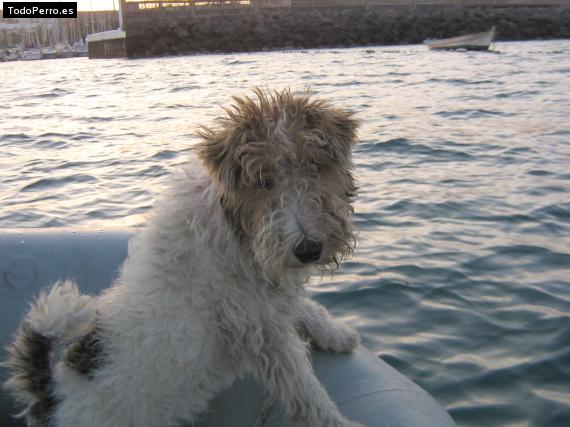 Foto del perro Lassie