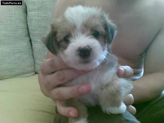 Foto del perro Simba