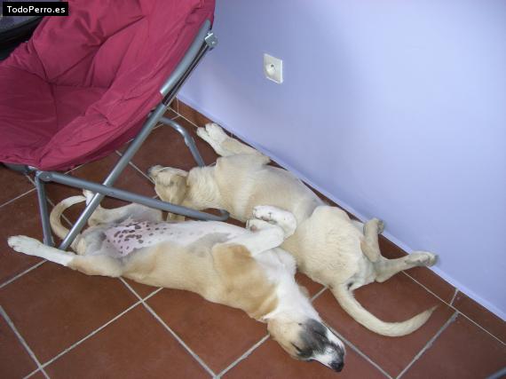 Foto del perro Trouble y lucky