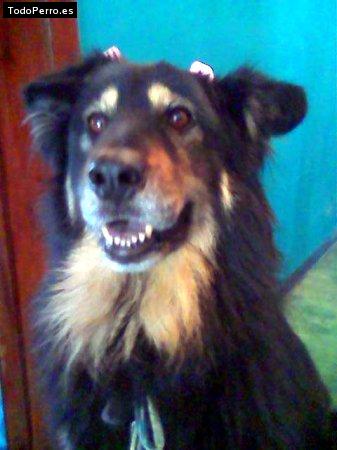 Foto del perro Bombon